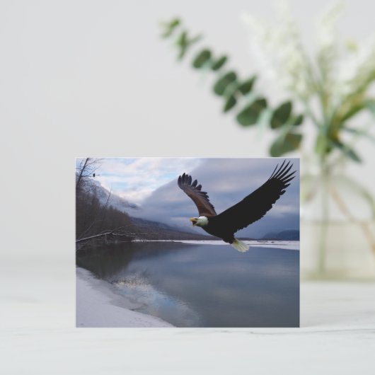 Briefkaart van Chilkat Eagle Preserve (Staand voorkant)