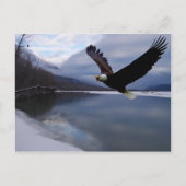 Briefkaart van Chilkat Eagle Preserve (Voorkant)
