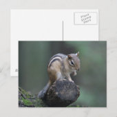 Briefkaart van Chipmunk (Voorkant / Achterkant)