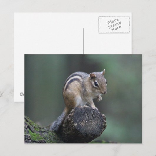 Briefkaart van Chipmunk (Voorkant / Achterkant)