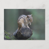 Briefkaart van Chipmunk (Voorkant)