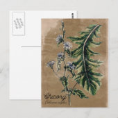 Briefkaart van cichorei (Voorkant / Achterkant)