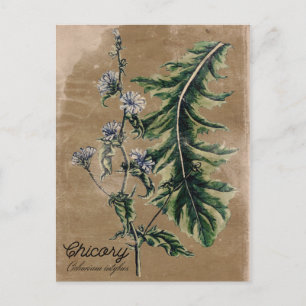 Briefkaart van cichorei