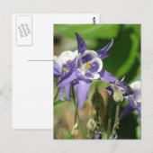 Briefkaart van ColumbinePlanten (Voorkant / Achterkant)