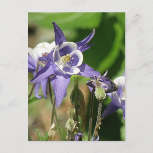 Briefkaart van ColumbinePlanten (Voorkant)