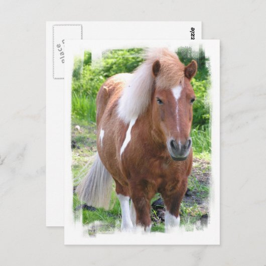 Briefkaart van conceptpaarden (Voorkant / Achterkant)