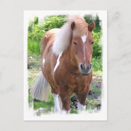 Briefkaart van conceptpaarden (Voorkant)