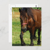 Briefkaart van conceptpaarden (Voorkant / Achterkant)