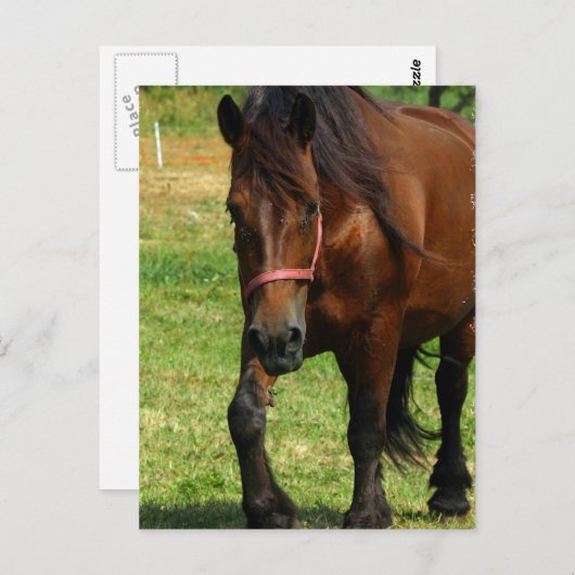 Briefkaart van conceptpaarden (Voorkant / Achterkant)