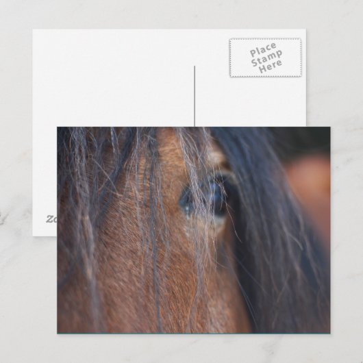 Briefkaart van conceptpaarden (Voorkant / Achterkant)