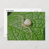 Briefkaart van Crab Spider (Voorkant / Achterkant)