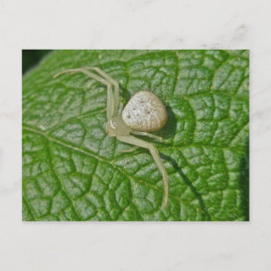 Briefkaart van Crab Spider