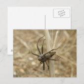 Briefkaart van Creepy Crawly Spider (Voorkant / Achterkant)