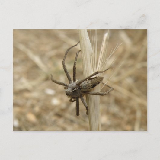 Briefkaart van Creepy Crawly Spider (Voorkant)