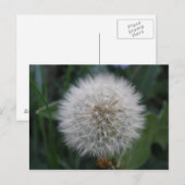 Briefkaart van Dandelion (Voorkant / Achterkant)