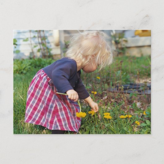 Briefkaart van Dandelions (Voorkant)