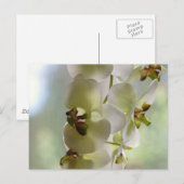 Briefkaart van dangingorchideeën (Voorkant / Achterkant)