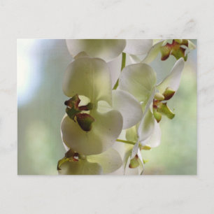 Briefkaart van dangingorchideeën