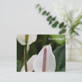 Briefkaart van de aanjager (Staand voorkant)