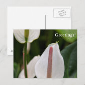 Briefkaart van de aanjager (Voorkant / Achterkant)