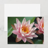Briefkaart van de aankondiging van Water Lily Beau (Voorkant / Achterkant)