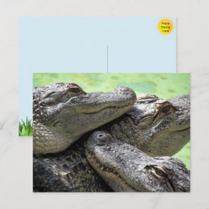 Briefkaart van de alligatorpartij