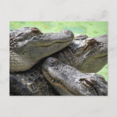Briefkaart van de alligatorpartij (Voorkant)