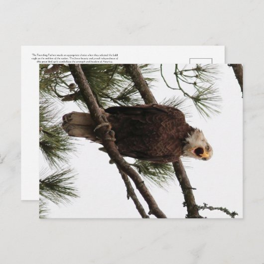 briefkaart van de amerikaanse balsle (Voorkant / Achterkant)