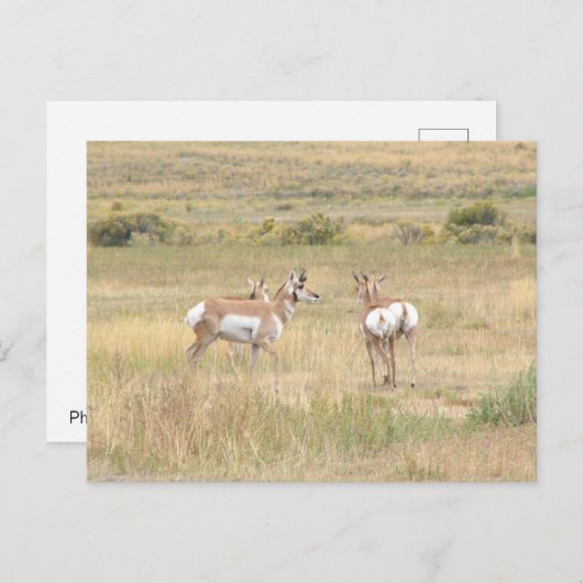 Briefkaart van de antilope in Yellowstone (Voorkant / Achterkant)