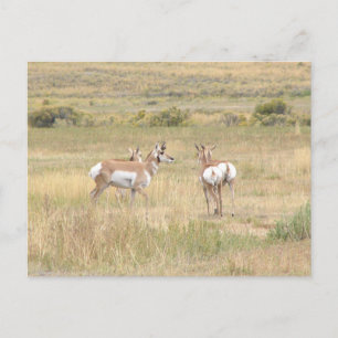 Briefkaart van de antilope in Yellowstone