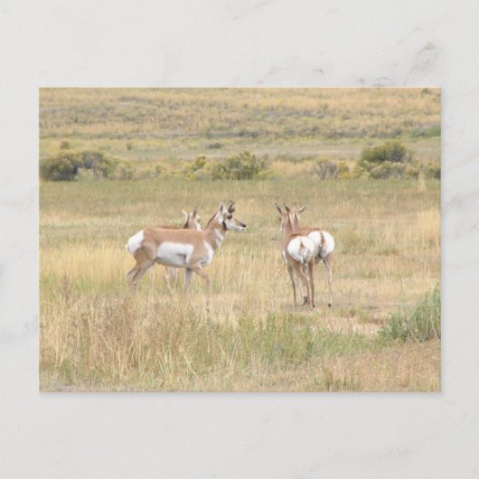 Briefkaart van de antilope in Yellowstone (Voorkant)