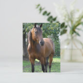 Briefkaart van de Bay Thoroughbred Horse (Staand voorkant)