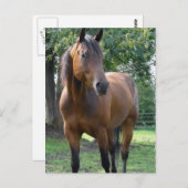 Briefkaart van de Bay Thoroughbred Horse (Voorkant / Achterkant)