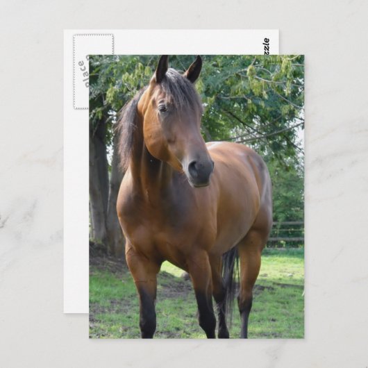 Briefkaart van de Bay Thoroughbred Horse (Voorkant / Achterkant)
