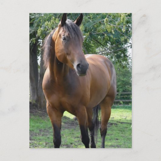 Briefkaart van de Bay Thoroughbred Horse (Voorkant)