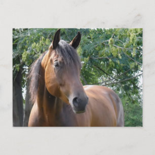 Briefkaart van de Bay Thoroughbred Horse