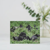 Briefkaart van de berggorilla-groep (Staand voorkant)