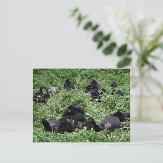 Briefkaart van de berggorilla-groep (Staand voorkant)