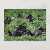 Briefkaart van de berggorilla-groep (Voorkant)