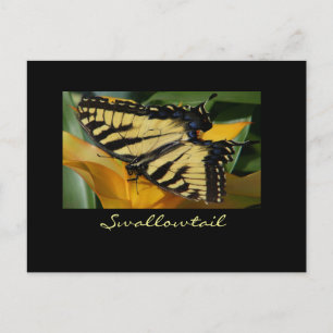 Briefkaart van de biefstaart