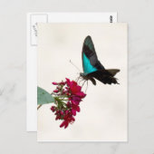 Briefkaart van de blauw-moerasstaartvlinder (Voorkant / Achterkant)