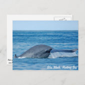 Briefkaart van de blauwe vinvis (Voorkant / Achterkant)