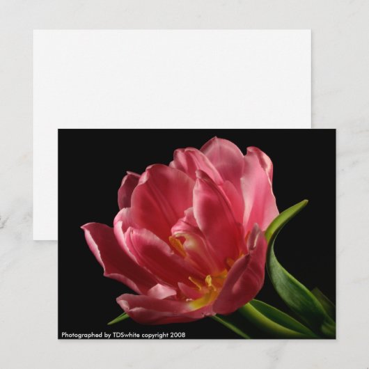 Briefkaart van de bloei-lentevloer met dubbele tul (Voorkant / Achterkant)