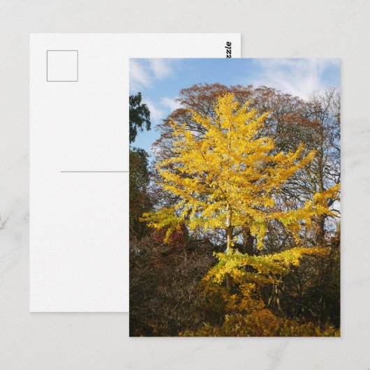 Briefkaart van de Boom Ginkgo Biloba (Voorkant / Achterkant)
