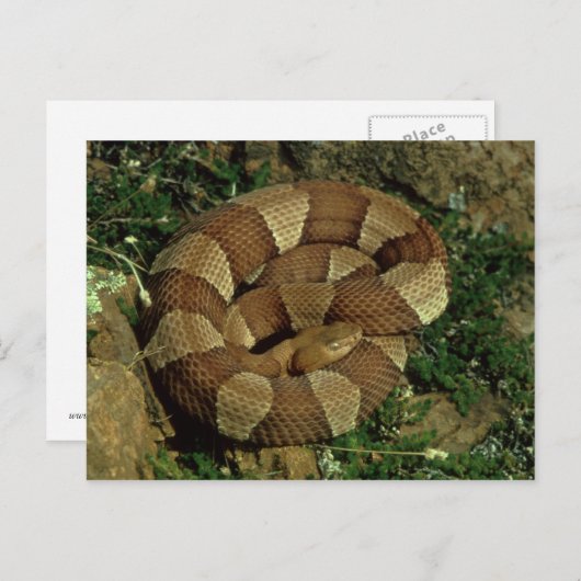 briefkaart van de brede kopslang (Voorkant / Achterkant)