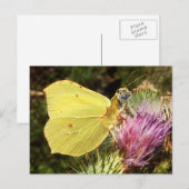 Briefkaart van de Brimstone-tijger (Voorkant / Achterkant)