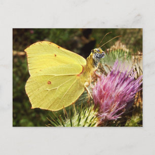 Briefkaart van de Brimstone-tijger