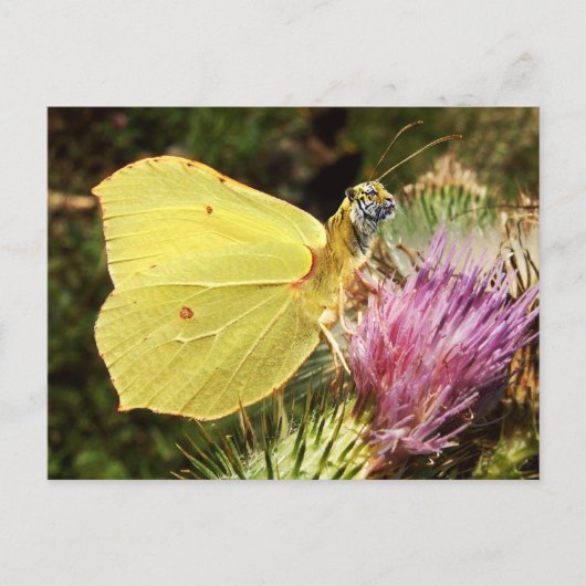 Briefkaart van de Brimstone-tijger (Voorkant)