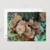 Briefkaart van de bruine paddenstoel-kolonie (Voorkant / Achterkant)