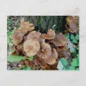 Briefkaart van de bruine paddenstoel-kolonie (Voorkant)